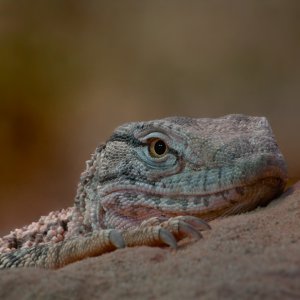 Zwergbartagame